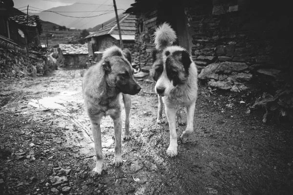 Овчарки в Ушгули — стоковое фото