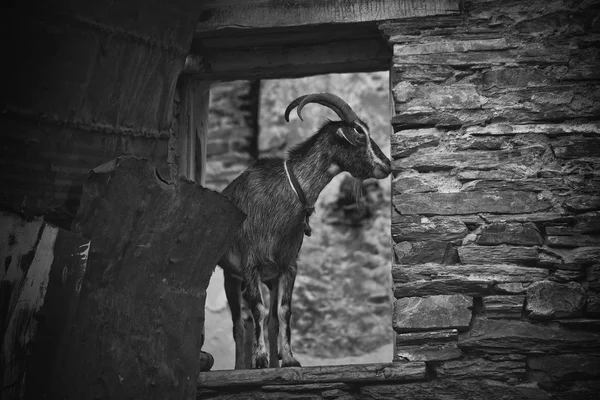 Chèvre noire et blanche à Ushguli — Photo