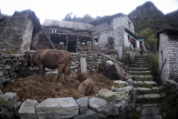 Eski evleri ve inekler — Stok fotoğraf