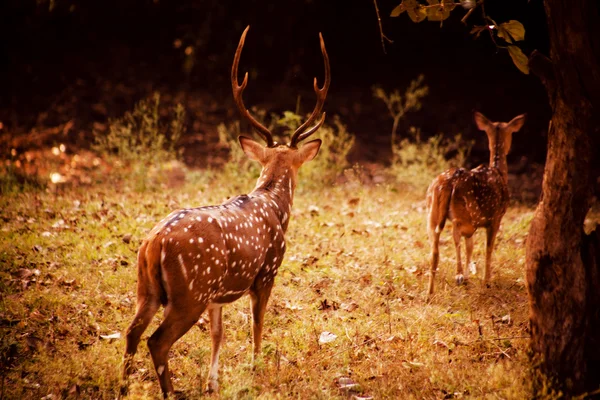 Odłogiem, jelenie torują sobie drogę do lasu — Zdjęcie stockowe