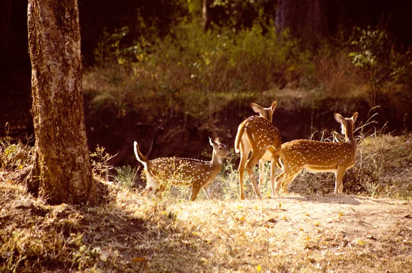 Damhirsche auf dem Weg in den Wald — Stockfoto