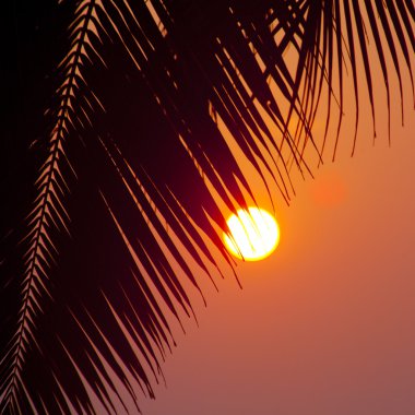 hurma dalı ve güneş