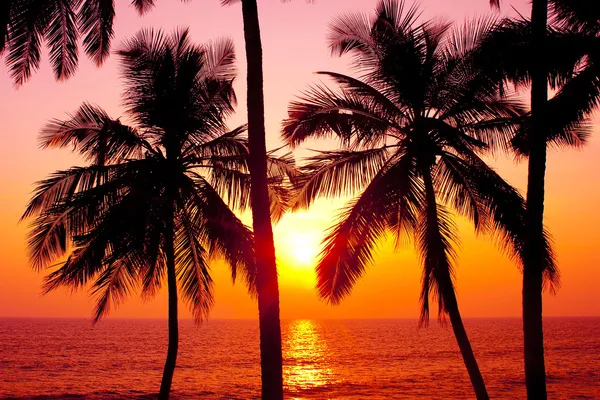 Palmiers et soleil — Photo