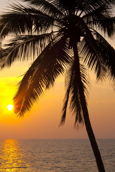 Tropische palm en zonsondergang — Stockfoto