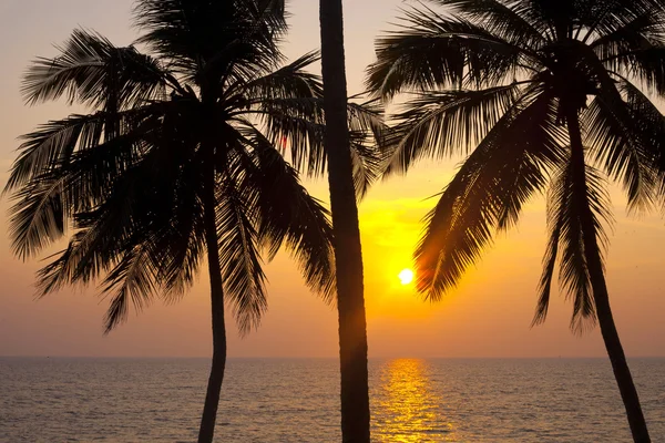 Tropische Palmen und Sonnenuntergang — Stockfoto