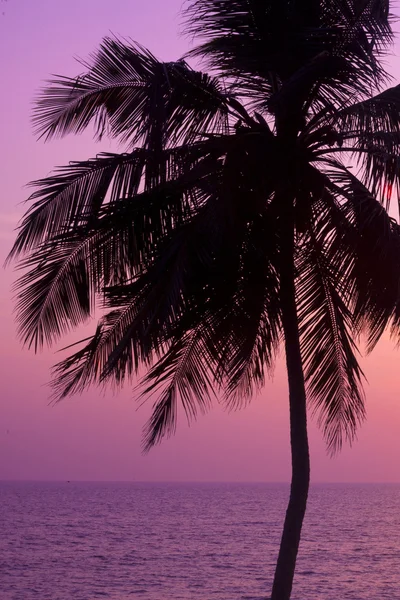 Palmo tropicale e tramonto — Foto Stock