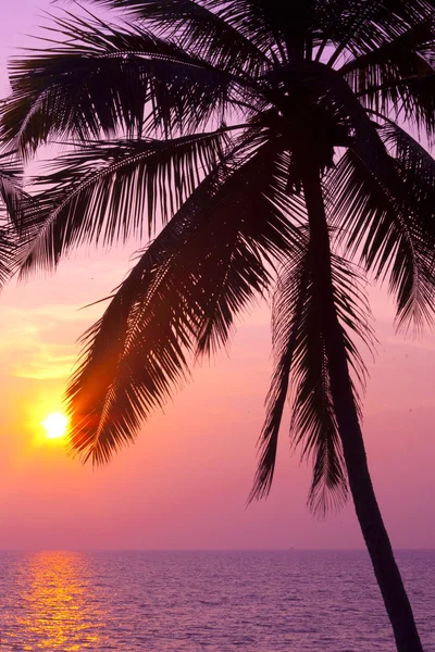 Palmier tropical et coucher de soleil — Photo