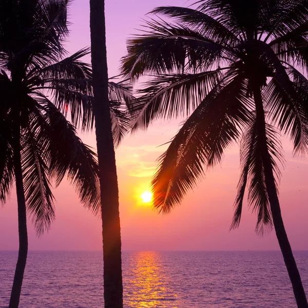 熱帯ヤシの木と夕日 — ストック写真