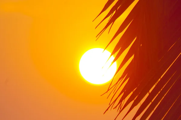 Palm branch and sun — Stock Photo, Image