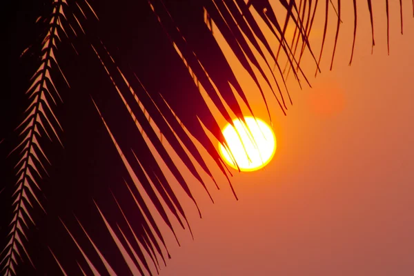 Palm branch and sun — Stock Photo, Image