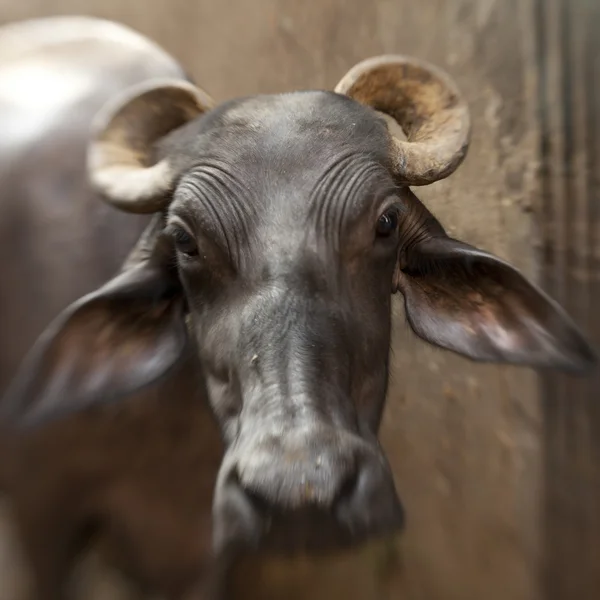 Indian holy cow — Stock Photo, Image