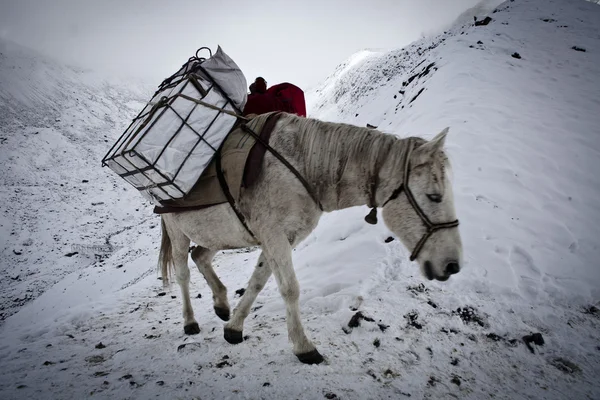 Караван мулов для доставки в Непал — стоковое фото