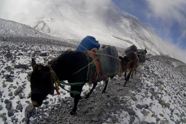 Caravane de mulets pour livraison au Népal — Photo