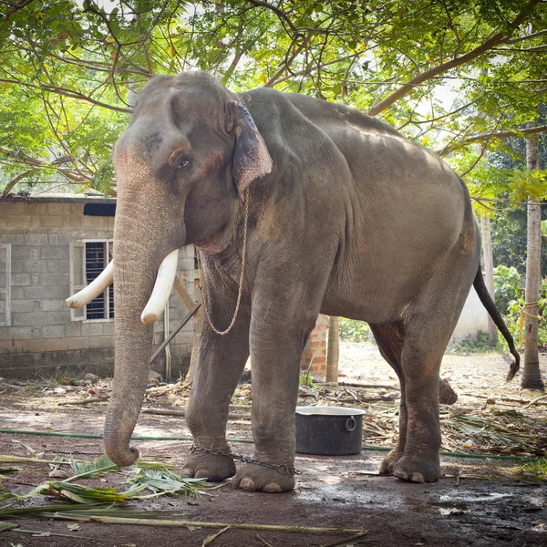 Indian elephant — Stock Photo, Image