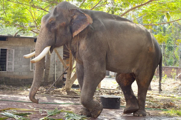 Indian elephant — Stock Photo, Image