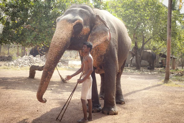 Homme avec éléphant — Photo