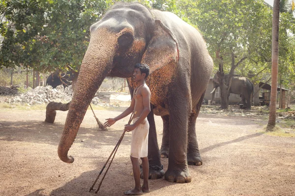 Mann mit Elefant — Stockfoto
