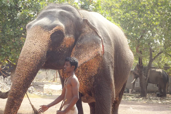 Man with elephant — Stock Photo, Image