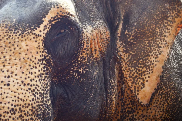 Indian elephant — Stock Photo, Image