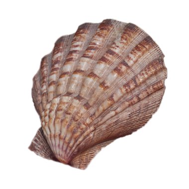 deniz kabuğu