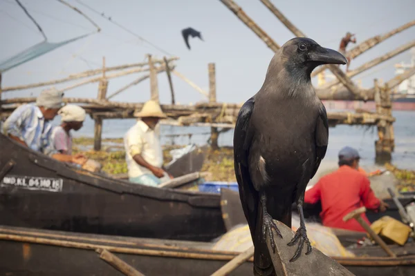 Carrion crow on background with fishermen — Stock Photo, Image