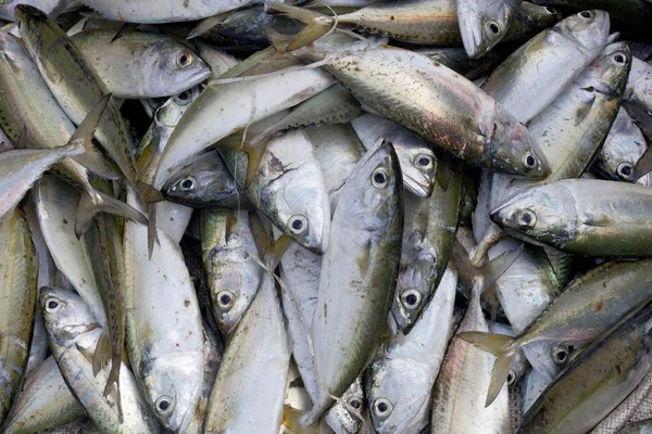 新鲜原料红鲷鱼、 马鲛鱼鱼 — 图库照片