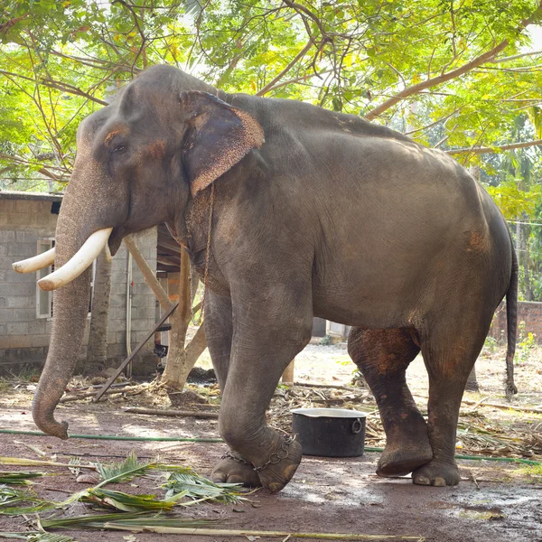 Indischer Elefant — Stockfoto