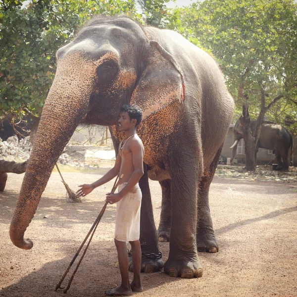 Man met zijn olifant in de olifanten farm — Stockfoto