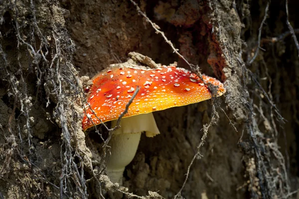 Toadstool na floresta — Fotografia de Stock