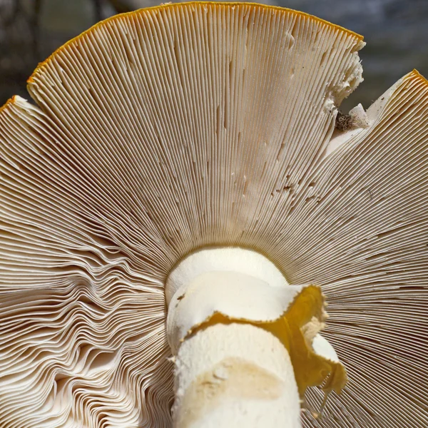 White mushroom texture — Stock Photo, Image