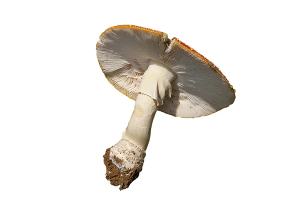 White mushroom toadstool — Stock Photo, Image