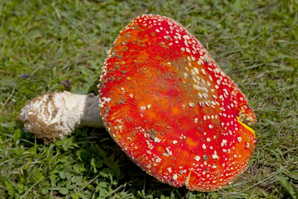 빨간 버섯 — 스톡 사진
