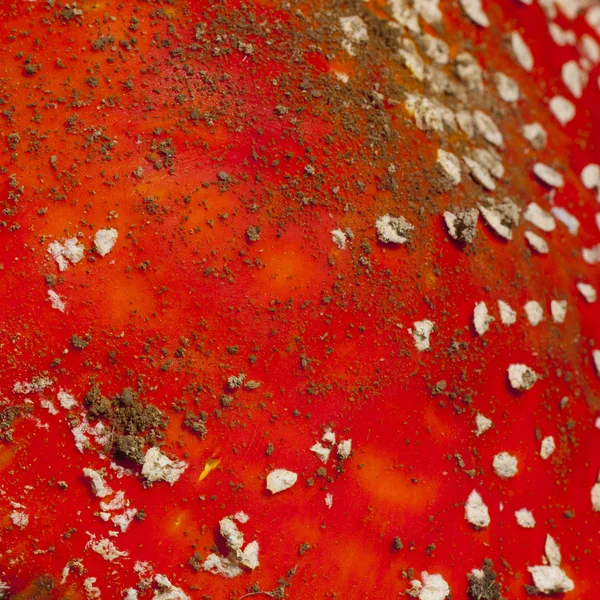 Red mushroom background — Stock Photo, Image