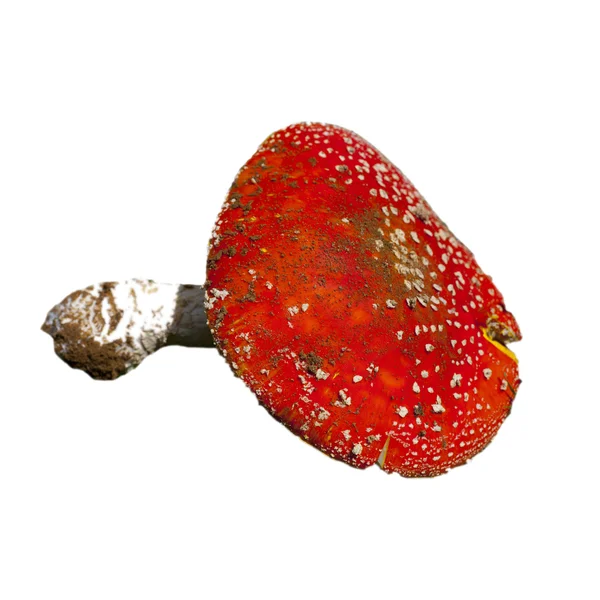 Cogumelo vermelho toadstool — Fotografia de Stock