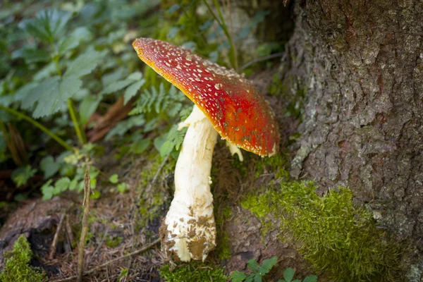 Flugsvamp i skogen — Stockfoto