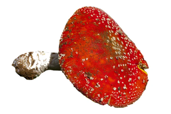 Tabouret de champignon rouge — Photo