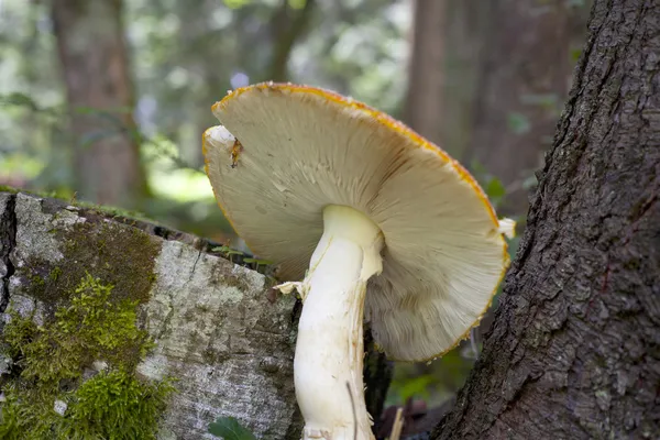 Mushroom in forest — Stock Photo, Image