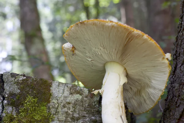 Svamp i skogen — Stockfoto