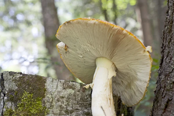 숲에서 버섯 — 스톡 사진