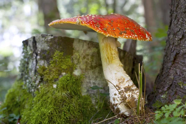 Toadstool na floresta — Fotografia de Stock