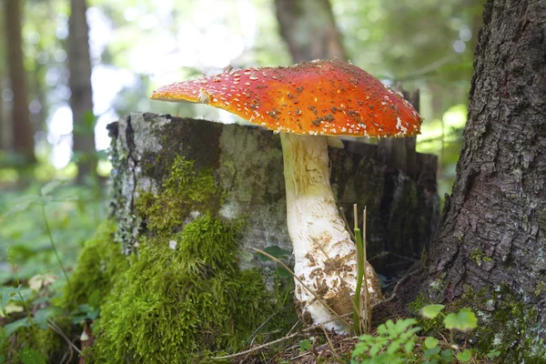 Toadstool in forest — Stock Photo, Image