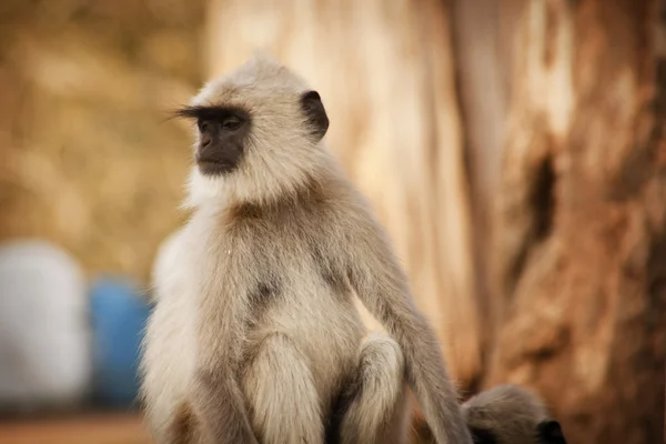 Grijze langur — Stockfoto