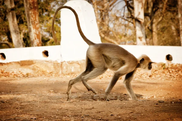 Mudumalai içinde Hanuman langur — Stok fotoğraf