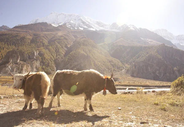 Yak in Himalaya — Foto Stock