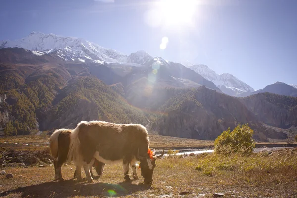 Yak in Himalaya — Foto Stock