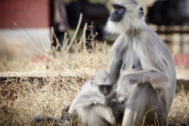 gri ile bebek langur langur