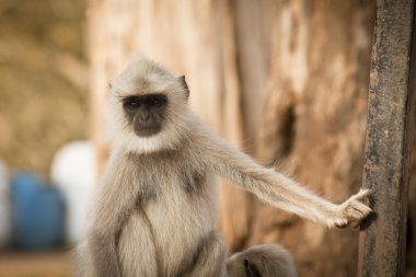 gri langur