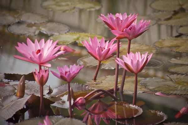 Lotuses texture — Stock Photo, Image
