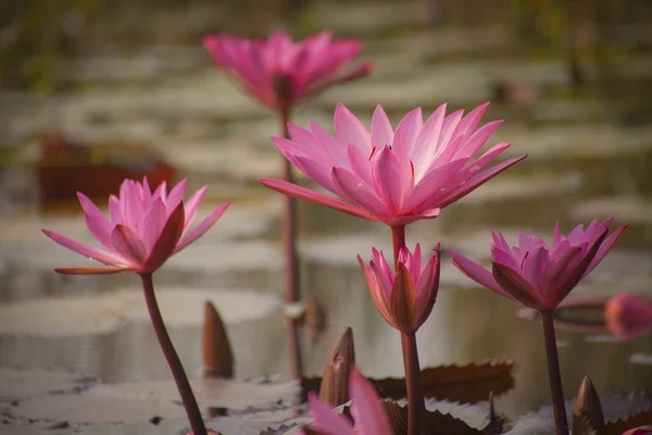 Texture lotus — Photo