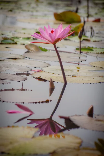 Pink lotus flower — Stock Photo, Image